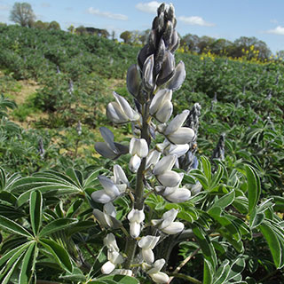 Lupin, White